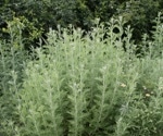 African Wormwood Identified as Potential Weapon Against Drug-Resistant Tuberculosis