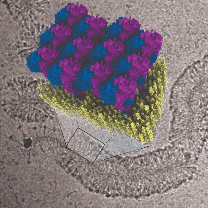 New Insights Into the Antibacterial Function of GBP1 Proteins