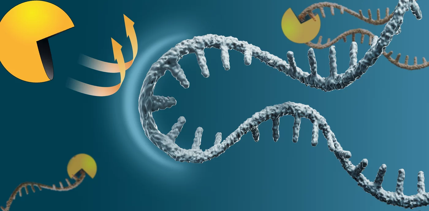 Peptide Inhibitor Could Revolutionize mRNA-Based Therapies Peptide Inhibitor Could Revolutionize mRNA-Based Therapies