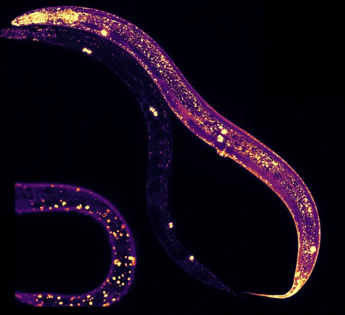 MANF Protein Found to Boost Cellular Clean-Up and Efficiency