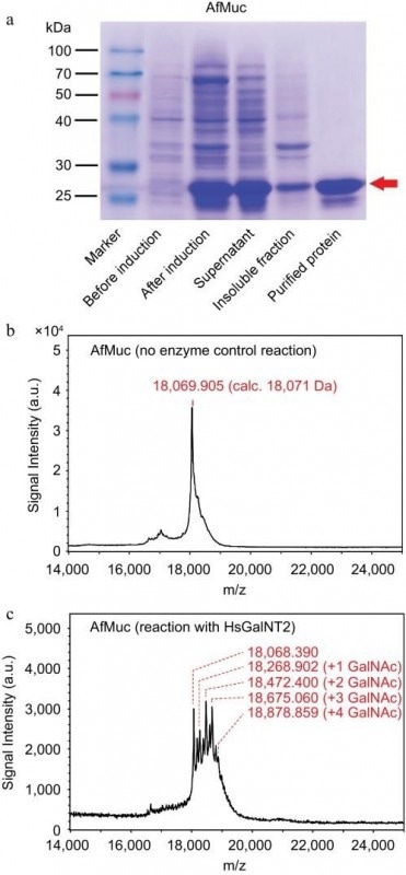 Recombinant Expression and Glycosylation of EBN Mucin