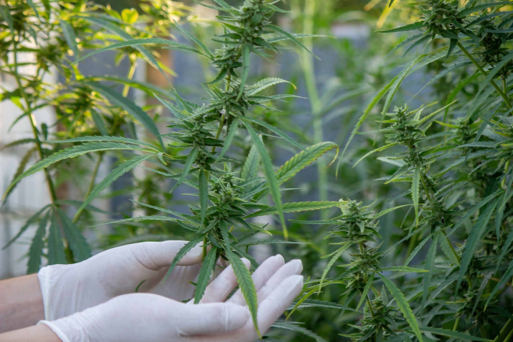 ​​​​​​​Study: Methylomic signature of current cannabis use in two first-episode psychosis cohorts. Image Credit: Anuta23/Shutterstock.com