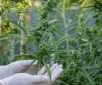 New Study Links Cannabis Use to DNA Methylation Changes in Mental Health Pathways