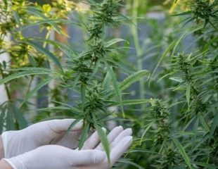New Study Links Cannabis Use to DNA Methylation Changes in Mental Health Pathways