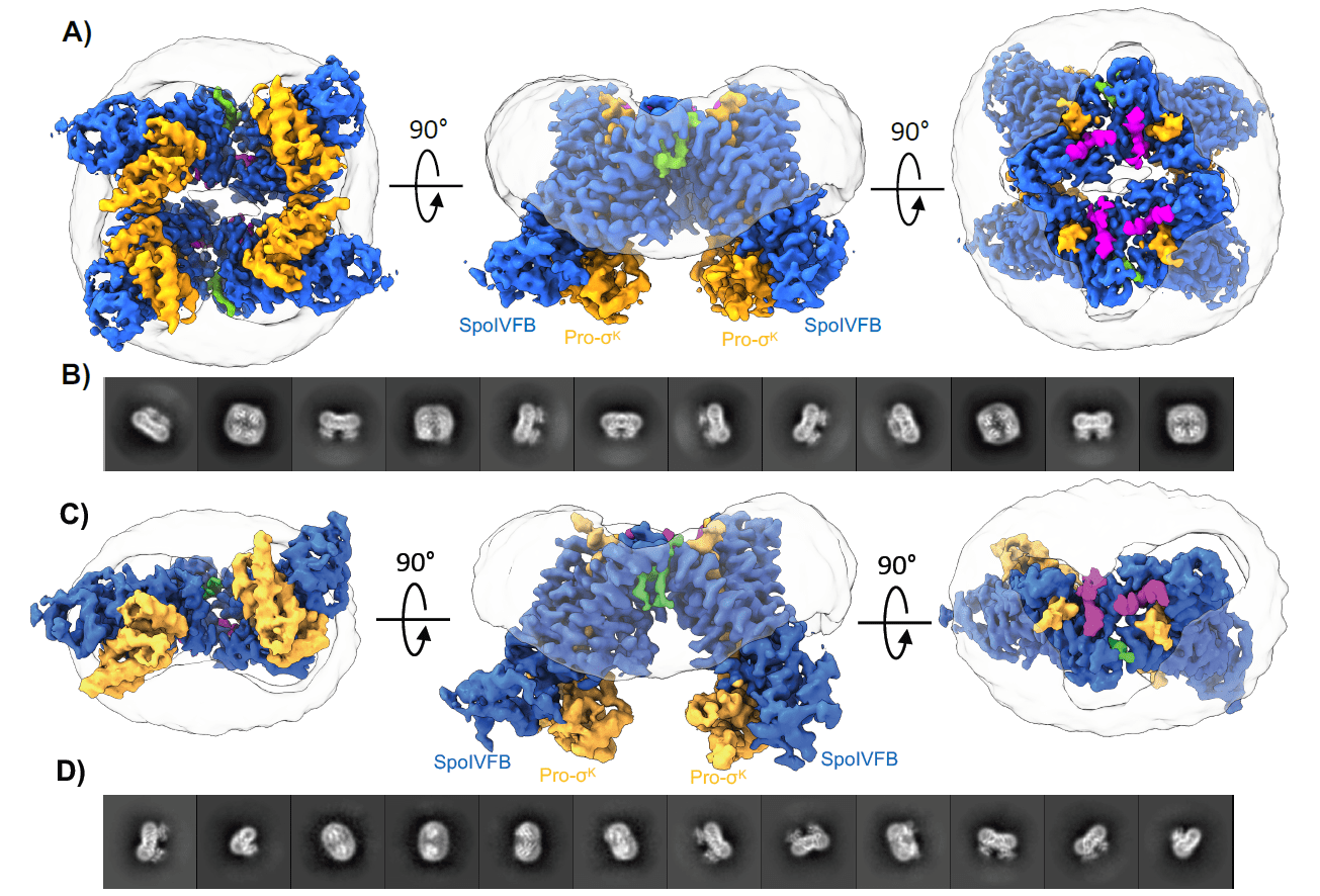 Cryo-EM Technology Paves the Way for Major Biological Discovery
