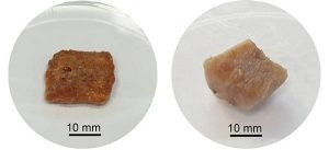 Researchers Develop Cultured Pork Using Sorghum Proteins