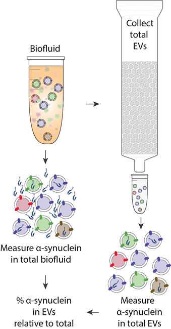 Novel Approach to Isolating and Quantifying EV Cargo for Disease Diagnosis