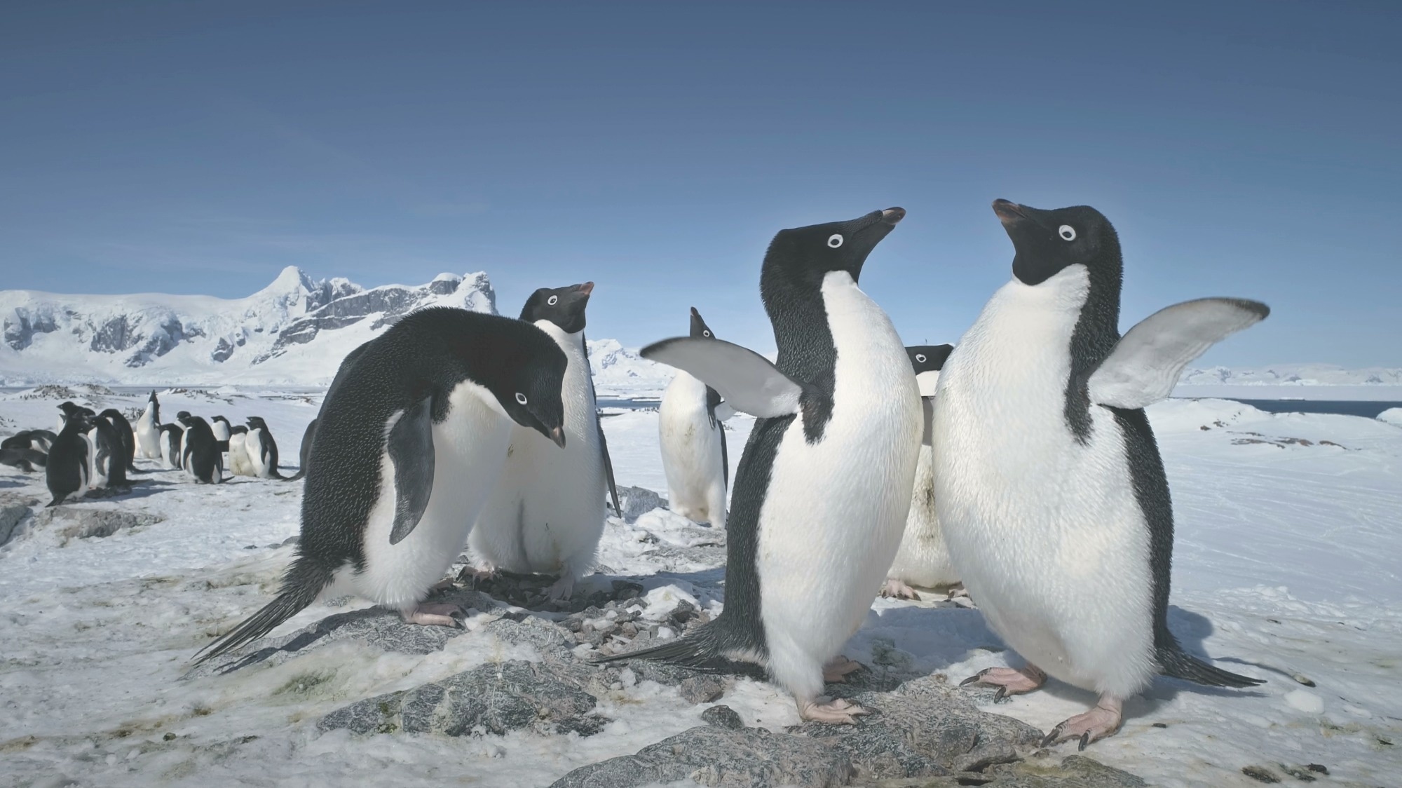 ​​​​​​​Study: Maximizing biological insights from instruments attached to animals. Image Credit: Mozgova/Shutterstock.com