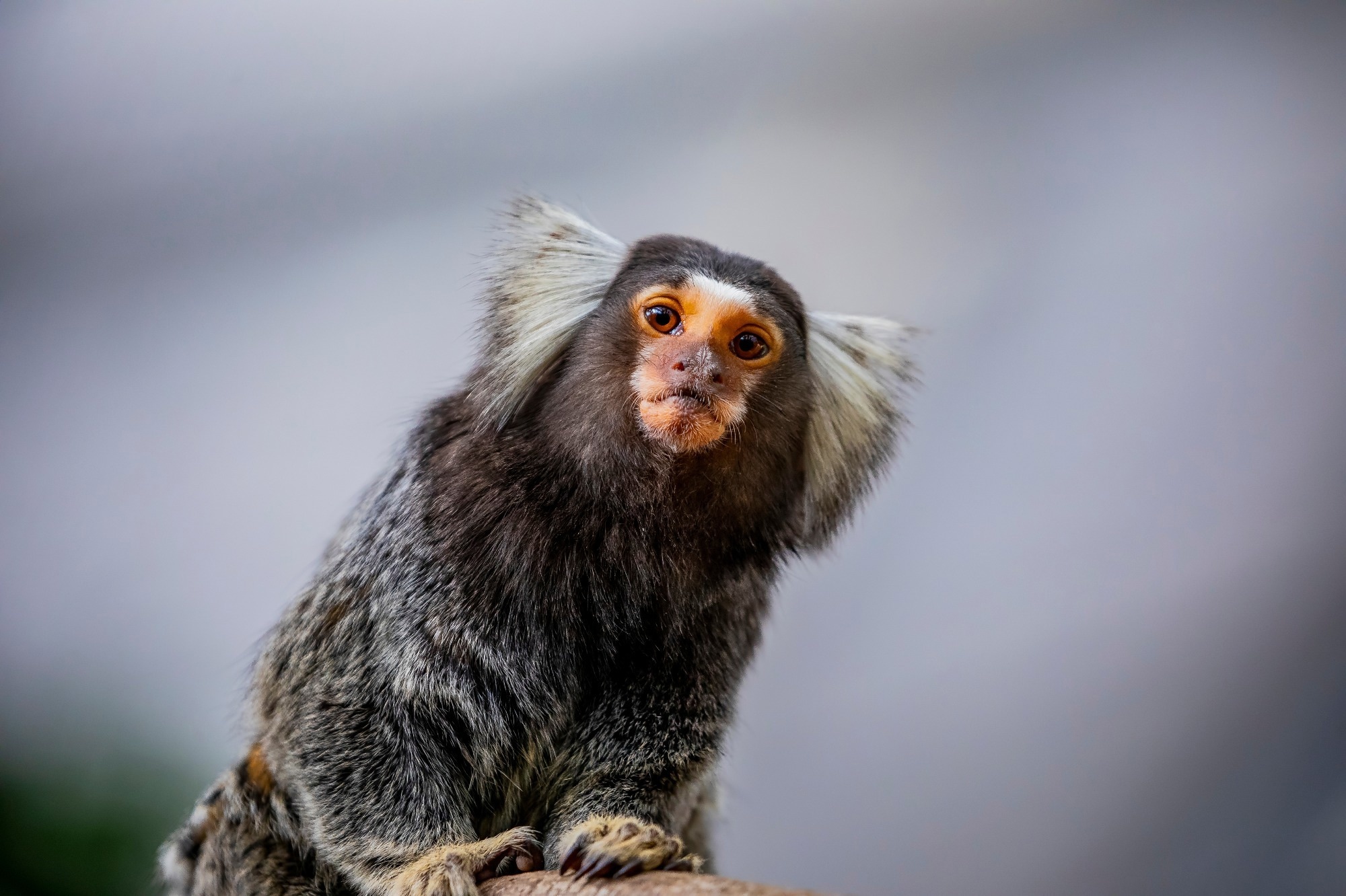 ​​​​​​​Study: Neurodevelopmental timing and socio-cognitive development in a prosocial cooperatively breeding primate (Callithrix jacchus). Image Credit: Danny Ye/Shutterstock.com