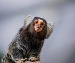 How Marmoset Brains Grow Smarter with Help from Many Caregivers