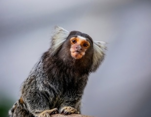 How Marmoset Brains Grow Smarter with Help from Many Caregivers