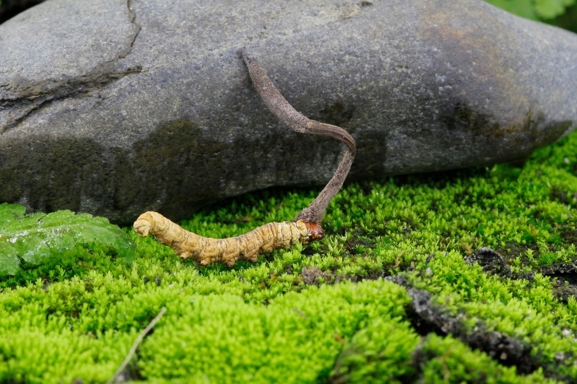 Caterpillar with fungus on back