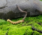 Caterpillar Fungus Compound Blocks Cancer Growth Signals Within 30 Minutes