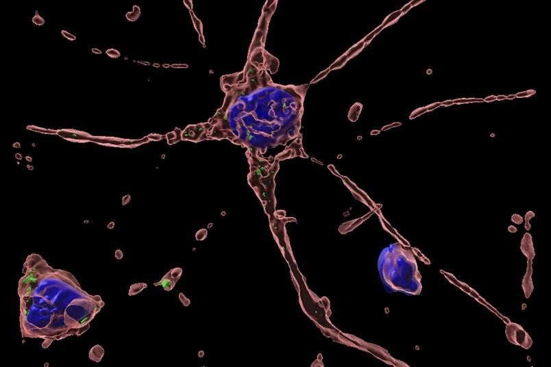 Novel Cell Model Sheds Light on HEV