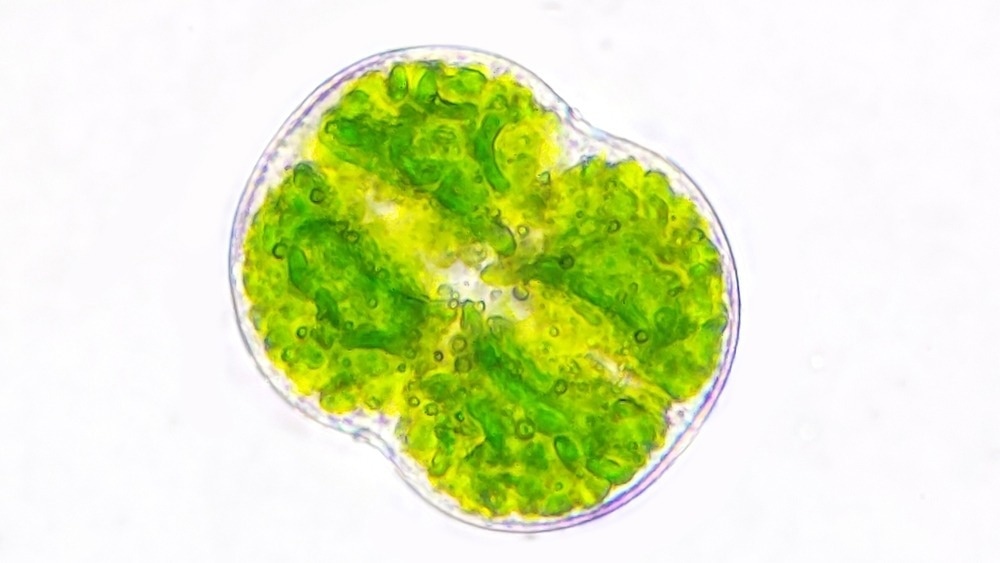 Freshwater microalgae