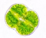 Novel Mechanism of Photoprotection in Marine Microalgae