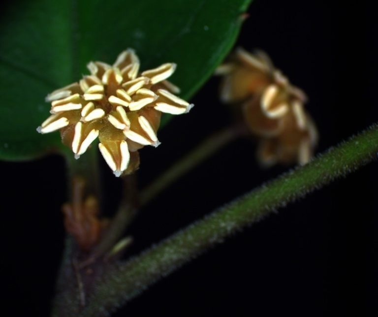 Uncovering the Genetic Basis of Sex Determination in Amborella trichopoda