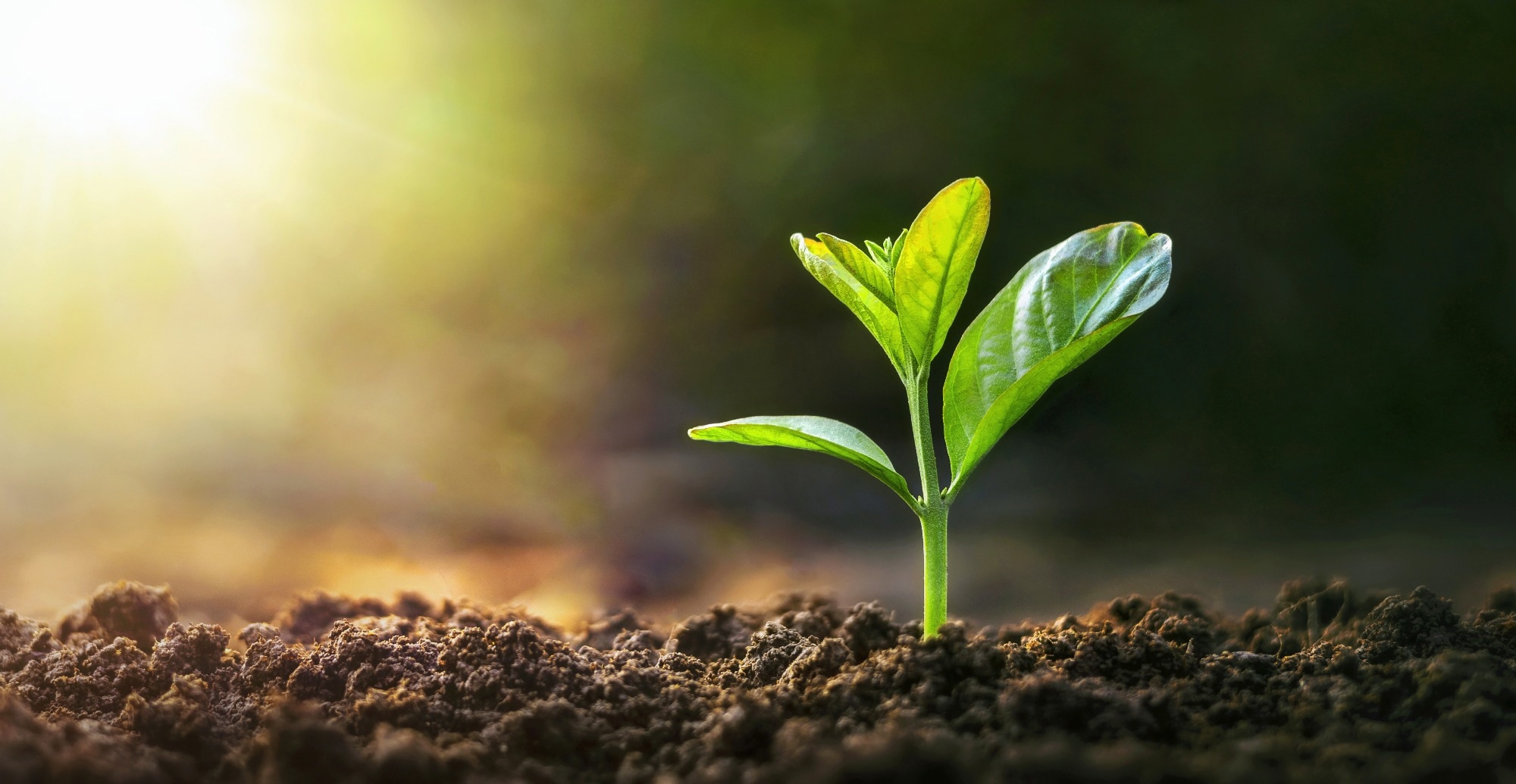 Plant in soil.