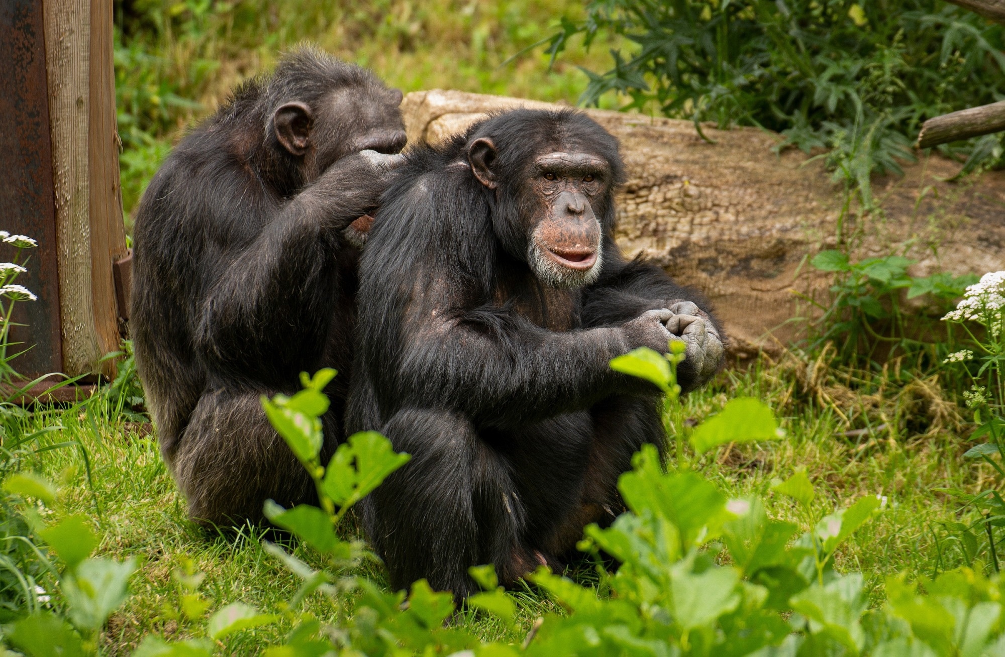 Chimpanzee connections: How grooming and play foster social bonds