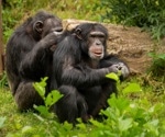 Chimpanzee connections: How grooming and play foster social bonds