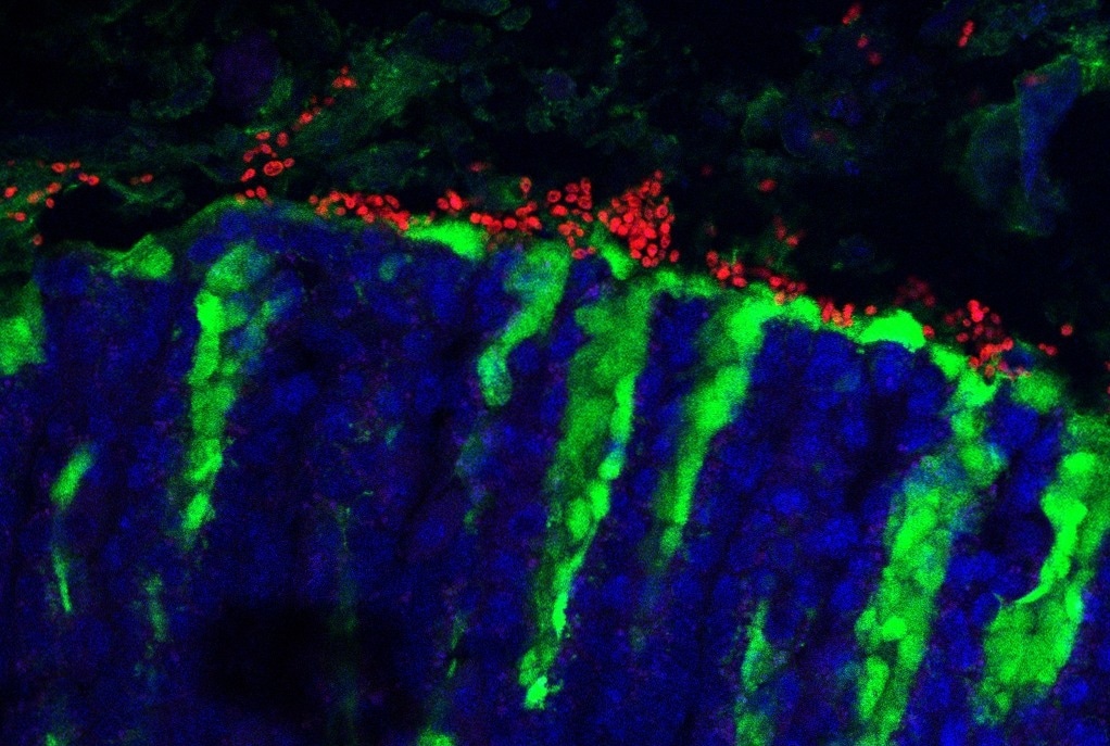 Novel Fungal Commensal Shaping Mouse Immune Responses