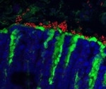 Novel Fungal Commensal Shaping Mouse Immune Responses