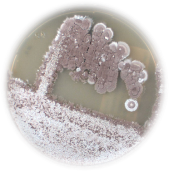 Unveiling the Antimicrobial Potential of 28 Actinomycetes