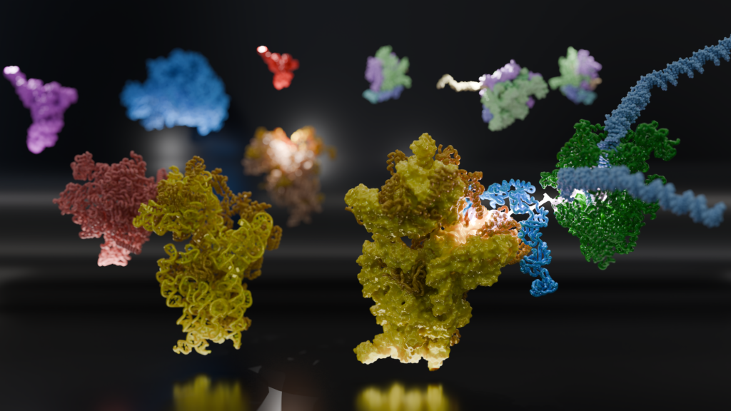 The Role of RNA Polymerase and Ribosomes in Gene Expression