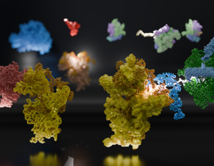 The Role of RNA Polymerase and Ribosomes in Gene Expression
