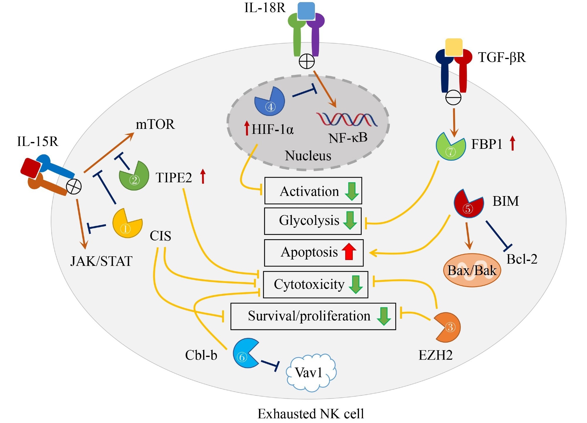 Comprehensive Review of Intracellular Checkpoints in NK Cell Biology and Cancer