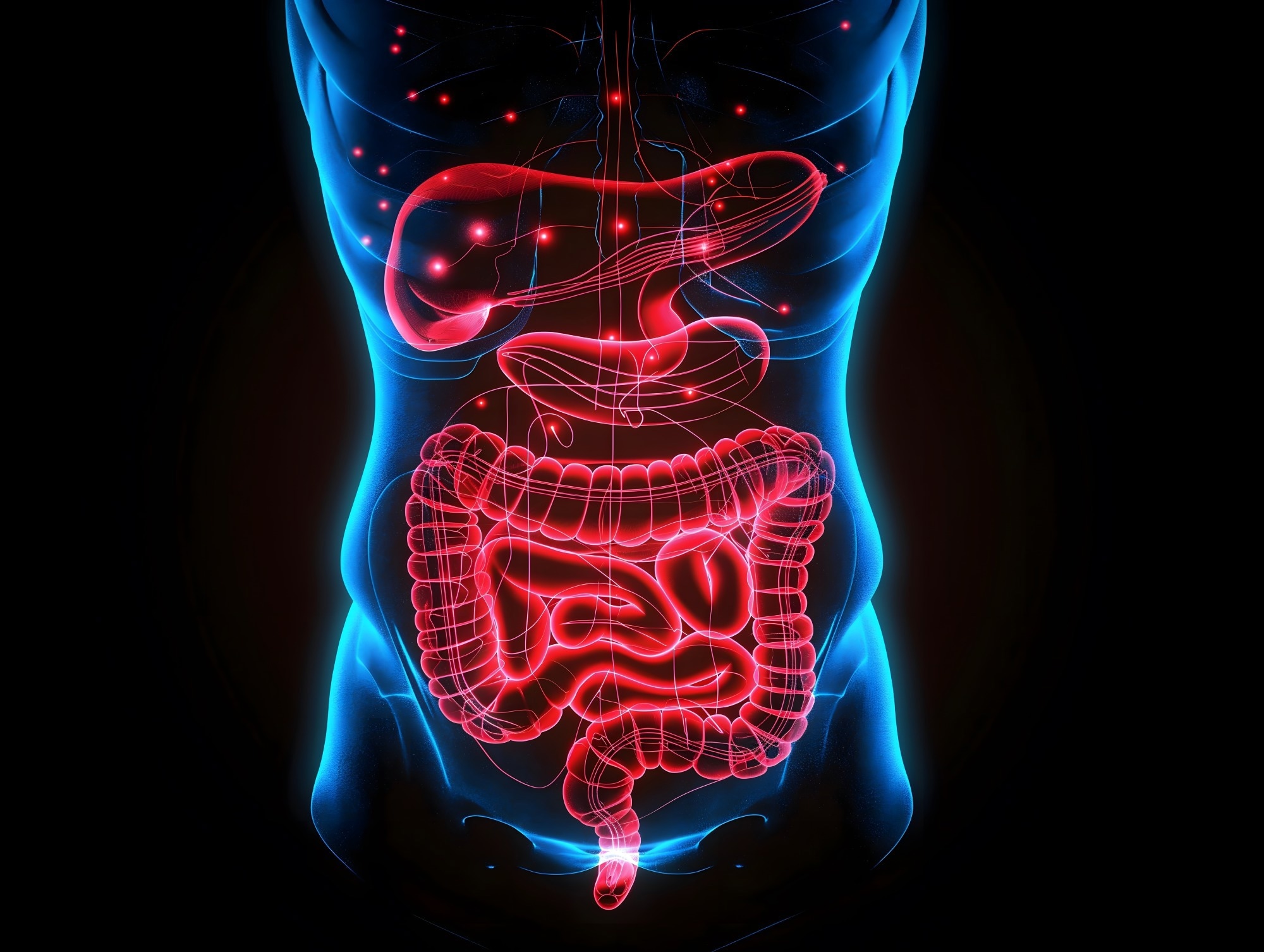 3D intestines model