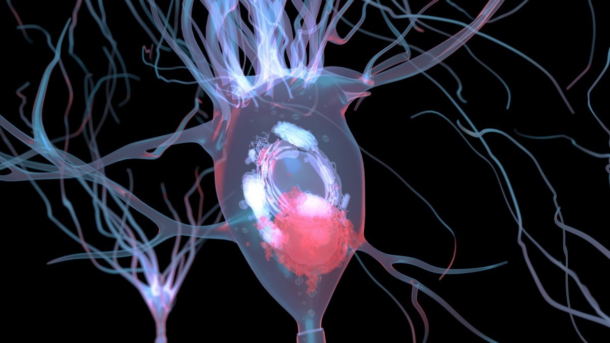 The Immune System’s Role in Neurodegenerative Disease