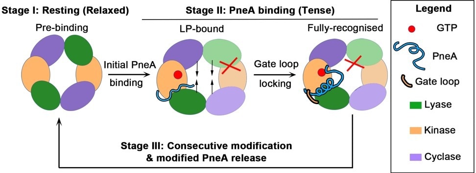 The Role of Trifunctional Enzymes in Antibiotic Production