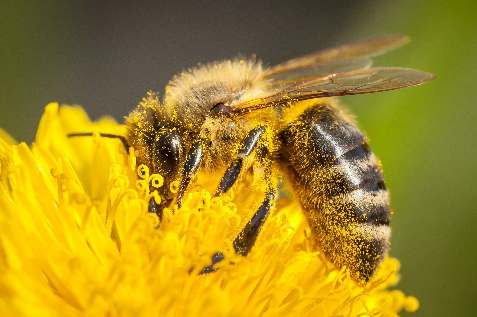 Image of a honey bee pollinating a sunflower.