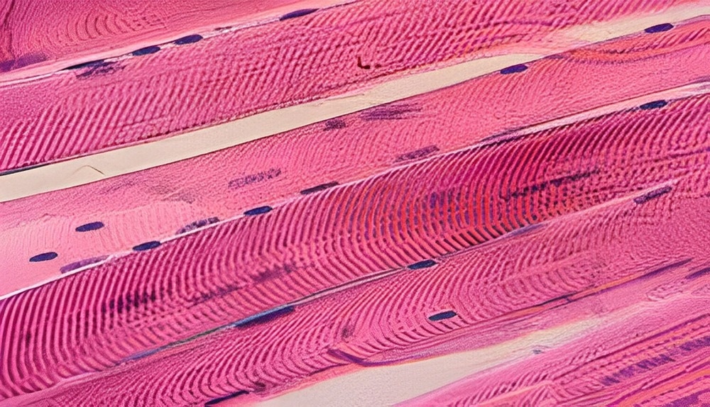 muscle cells