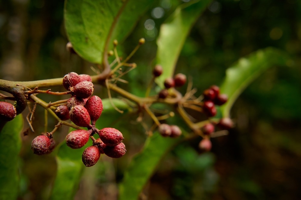 Amborella trichopoda