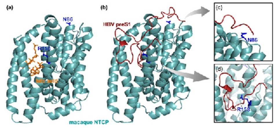 Unmasking the Molecular Mechanisms of Hepatitis B Virus Entry