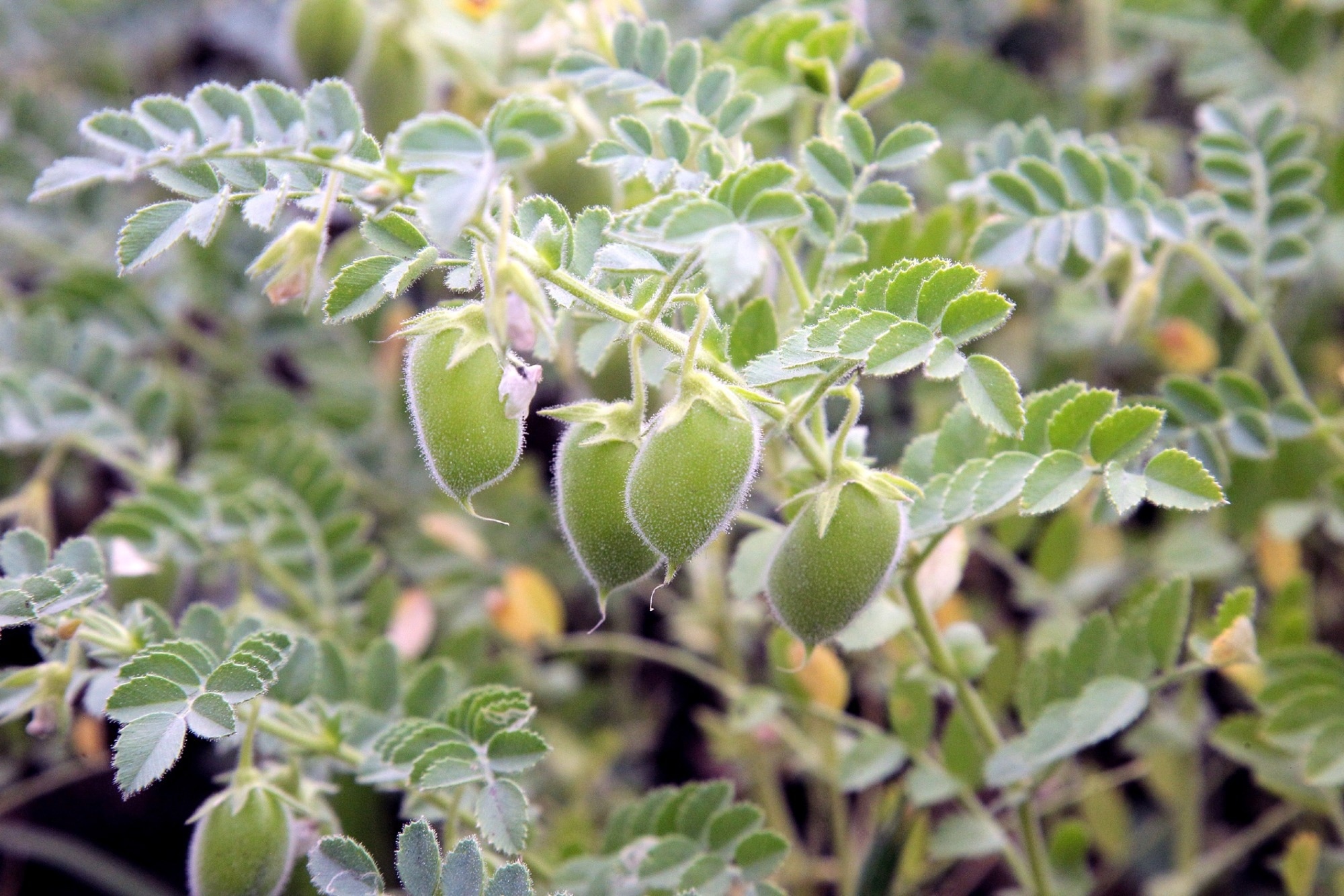 ​​​​​​​Study: EARLY NODULIN93 acts via cytochrome c oxidase to alter respiratory ATP production and root growth in plants. Image Credit: Leo Pakhomov/Shutterstock.com