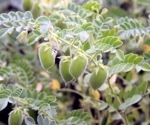 ENOD93 Linked to Mitochondrial Function and Nitrogen Efficiency in Plants