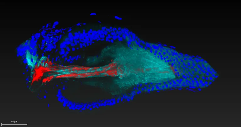 Real-Time Imaging Reveals the Dynamics of Microbial Colonization in the Gut