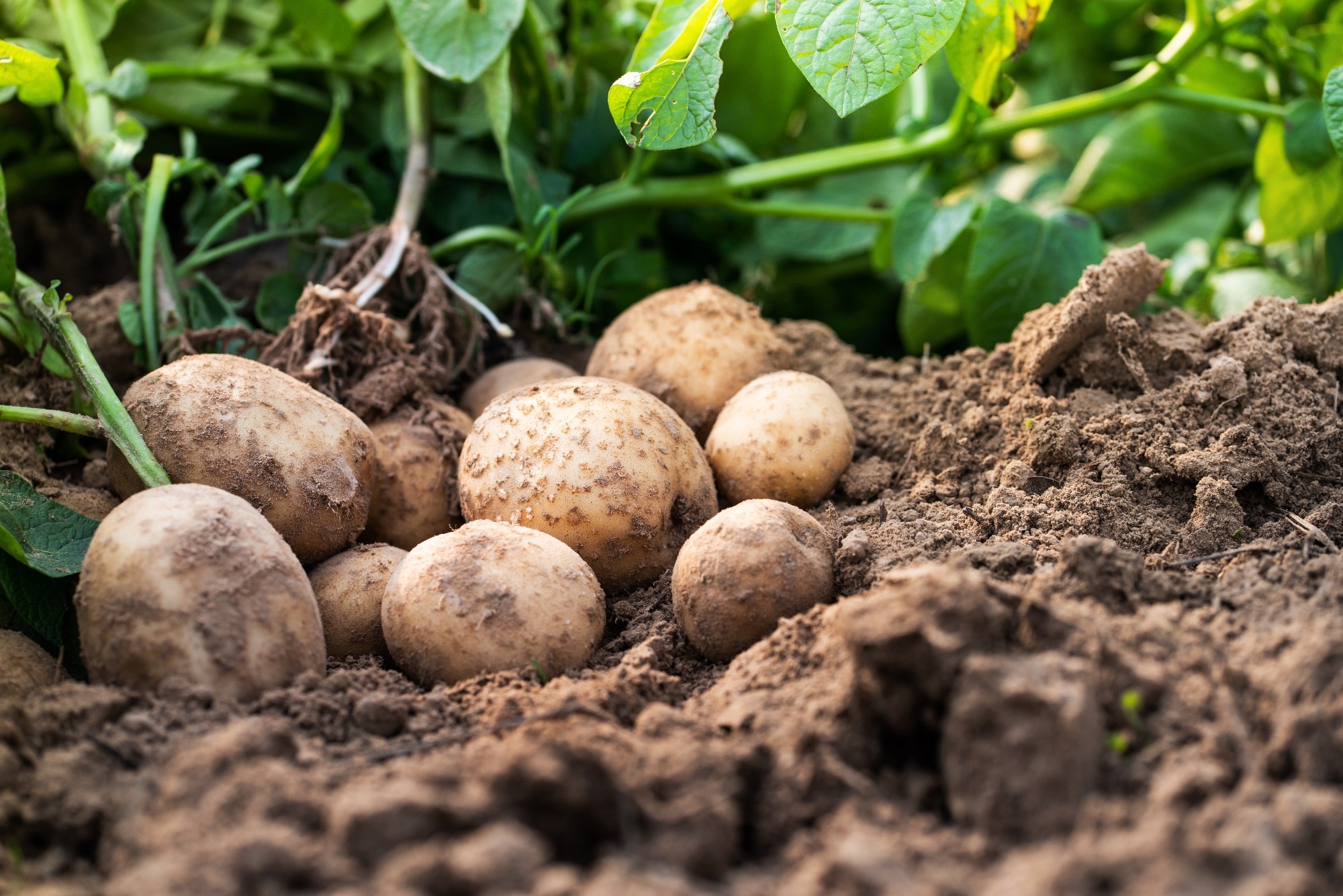 Fresh organic potatoes in the field,harvesting potatoes from soil.