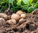 Genetic engineering study explored new strategies to combat heat stress in potato crops