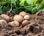 Genetic engineering study explored new strategies to combat heat stress in potato crops