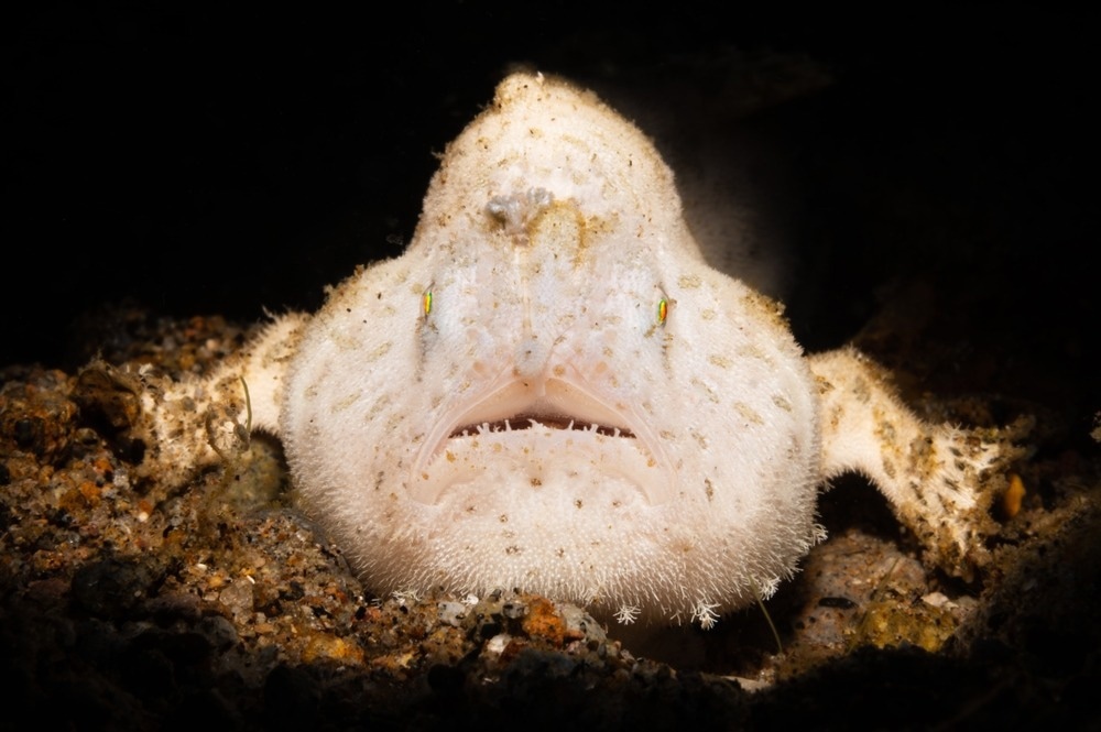 frogfish, anglerfish