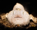 Unraveling the Mystery of Anglerfish’s Deadly Fishing Trick