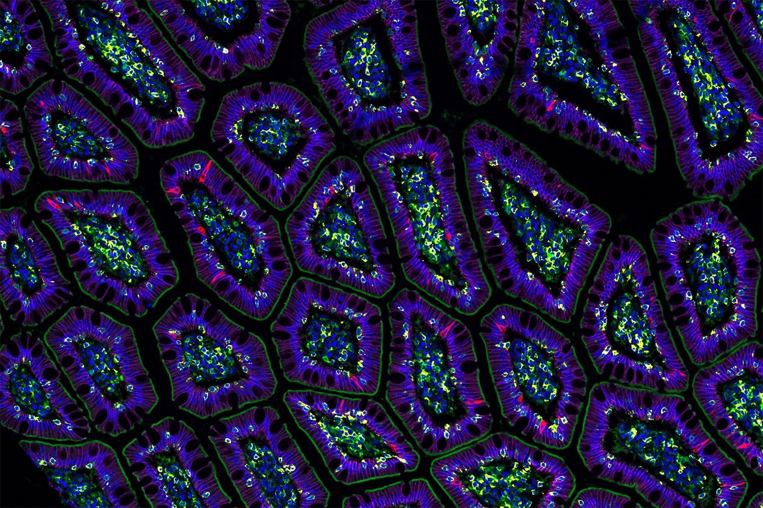 AI Creates the First Virtual Human Cell