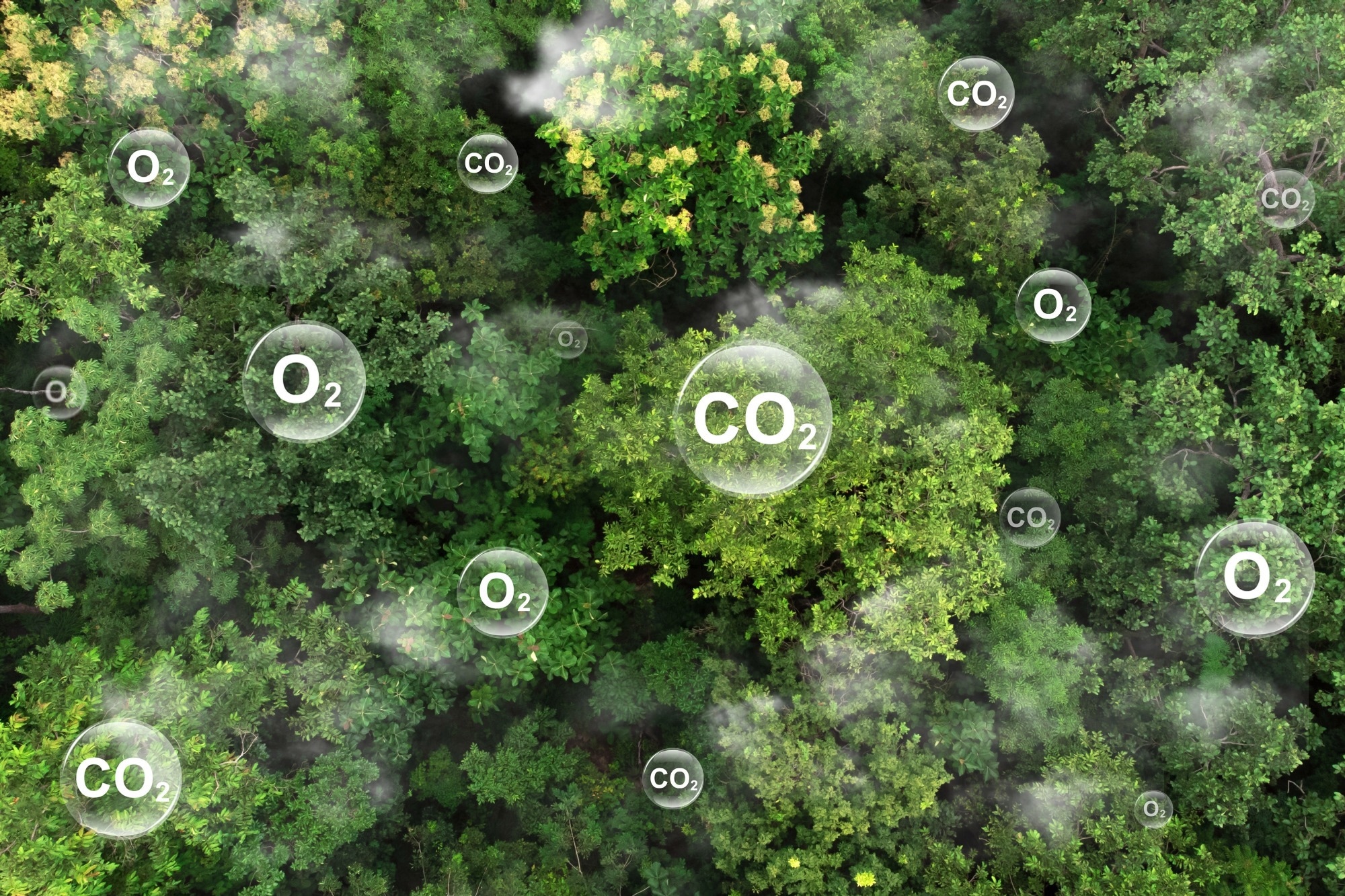 Tree canopy against oxygen O2 and carbon dioxide CO2 molecules.
