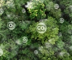 BOOSTER Gene: Unlocking New Potential in Photosynthesis and Crop Productivity