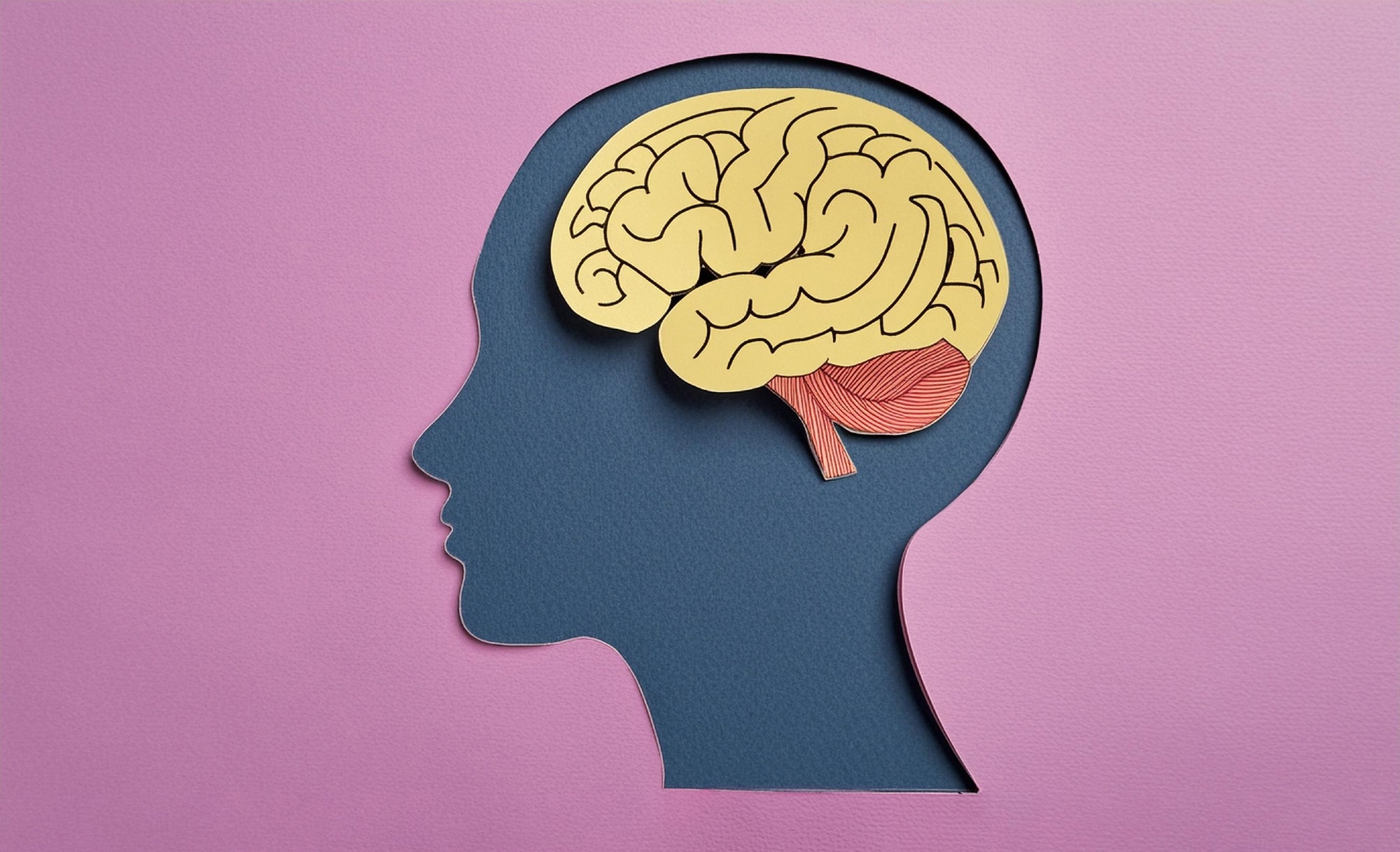 Paper cut of a person showing his brain, IQ, Anatomy, Male and Female, Human intelligence on pink background on purple background