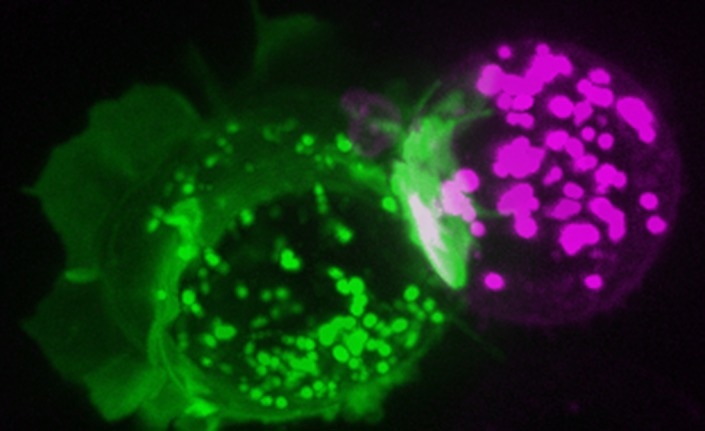 Humanizing PD-1 in Rodents Disrupts Cancer Immunity